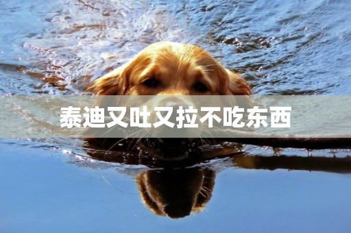 泰迪又吐又拉不吃東西