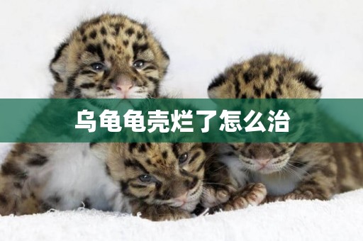 烏龜龜殼爛了怎么治