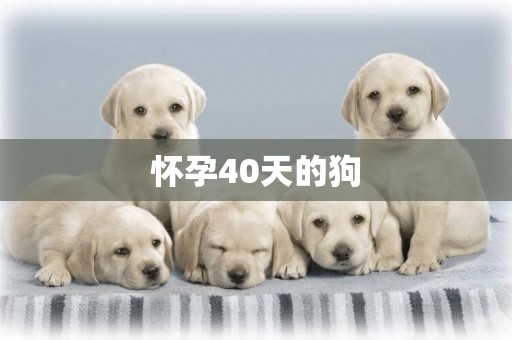 懷孕40天的狗