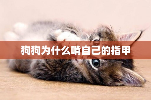 狗狗為什么啃自己的指甲