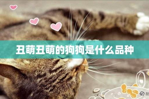 丑萌丑萌的狗狗是什么品種