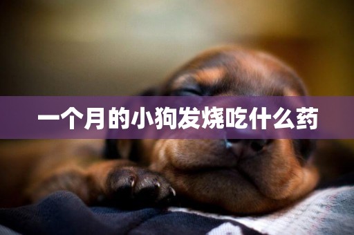 一個月的小狗發燒吃什么藥