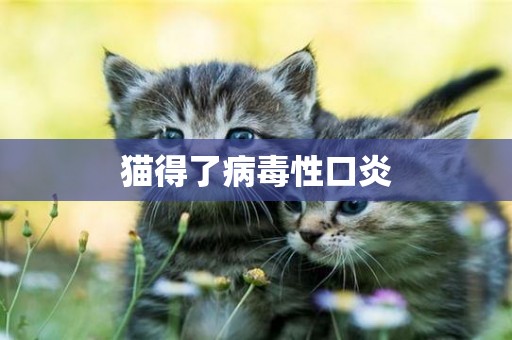 貓得了病毒性口炎