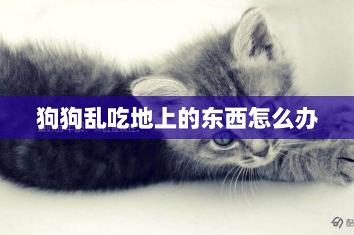 狗狗亂吃地上的東西怎么辦
