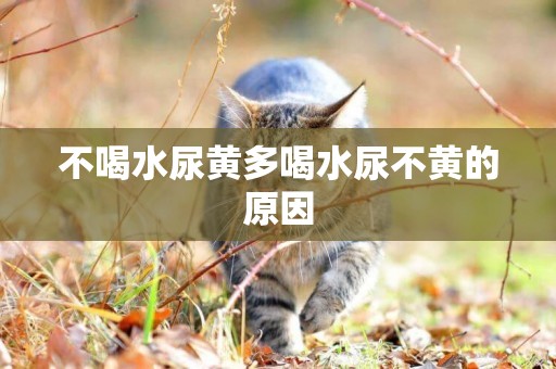 不喝水尿黃多喝水尿不黃的原因