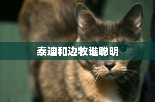 泰迪和邊牧誰聰明