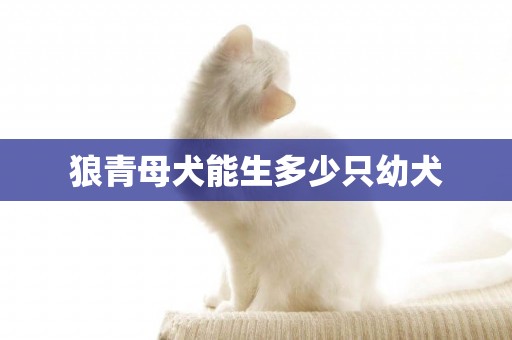 狼青母犬能生多少只幼犬