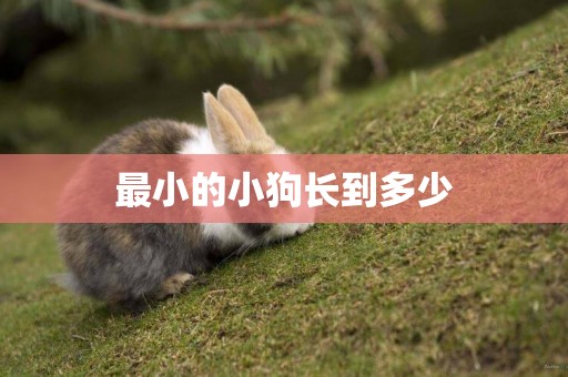 最小的小狗長到多少