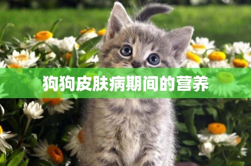 狗狗皮膚病期間的營養
