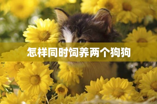 怎樣同時飼養兩個狗狗
