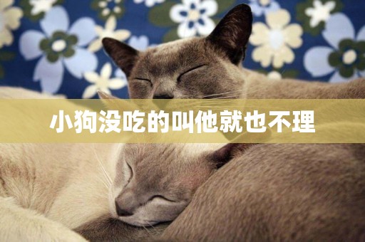 小狗沒吃的叫他就也不理