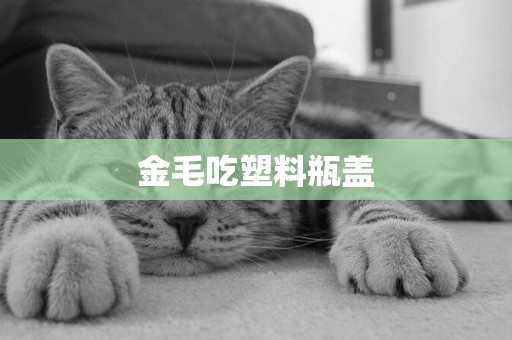 金毛吃塑料瓶蓋