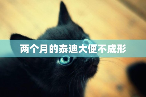 兩個月的泰迪大便不成形