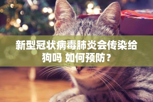 新型冠狀病毒肺炎會傳染給狗嗎 如何預防？