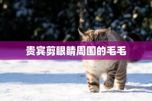 貴賓剪眼睛周圍的毛毛