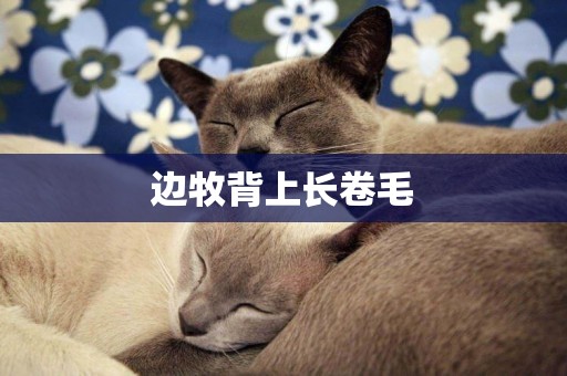 邊牧背上長卷毛
