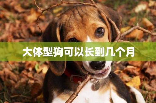 大體型狗可以長到幾個月