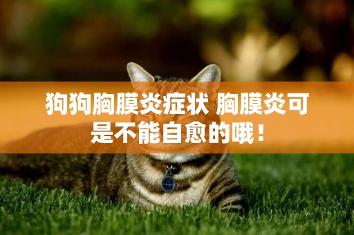 狗狗胸膜炎癥狀 胸膜炎可是不能自愈的哦! 狗狗胸膜炎癥狀 胸膜炎可是不能自愈的哦!