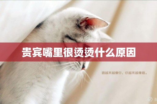 貴賓嘴里很燙燙什么原因