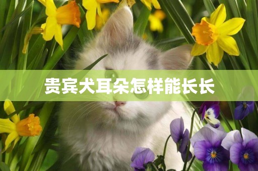 貴賓犬耳朵怎樣能長長