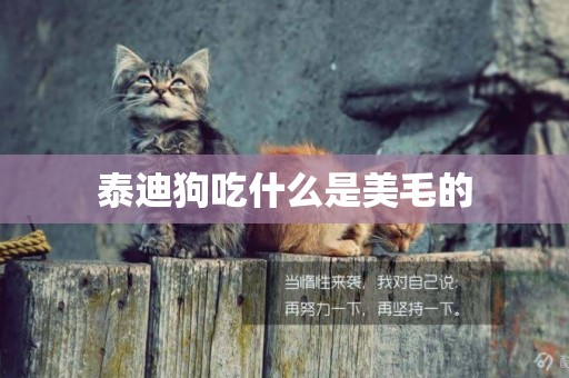 泰迪狗吃什么是美毛的