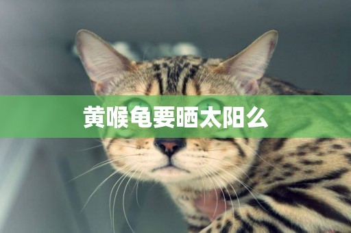 黃喉龜要曬太陽么