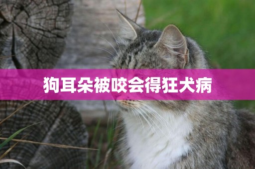 狗耳朵被咬會得狂犬病