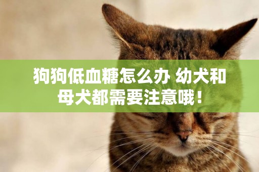 狗狗低血糖怎么辦 幼犬和母犬都需要注意哦！