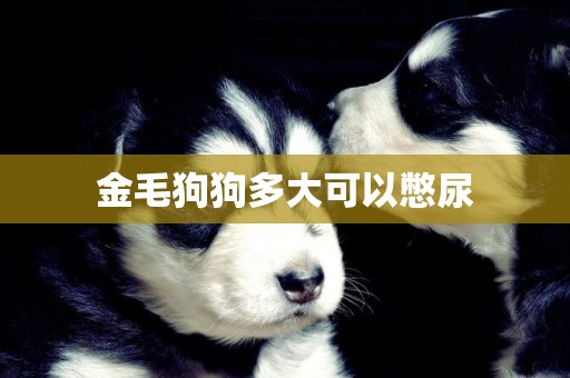 金毛狗狗多大可以憋尿