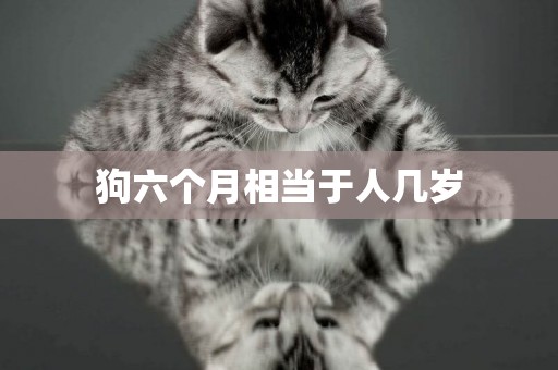 狗六個月相當于人幾歲