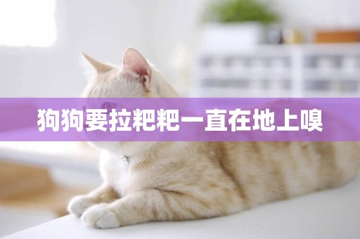 狗狗要拉粑粑一直在地上嗅