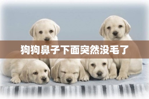狗狗鼻子下面突然沒毛了