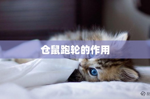 倉鼠跑輪的作用
