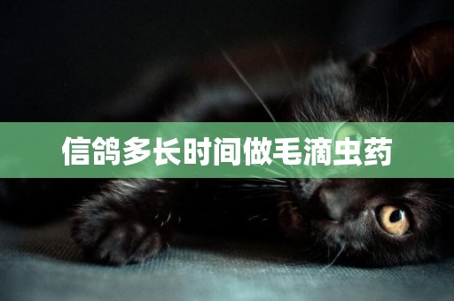 信鴿多長時間做毛滴蟲藥