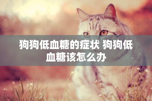 狗狗低血糖的癥狀 狗狗低血糖該怎么辦