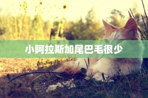 小阿拉斯加尾巴毛很少
