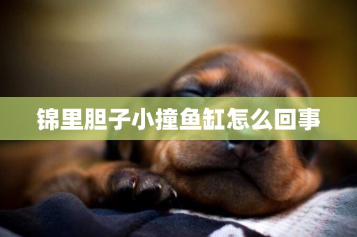 錦里膽子小撞魚缸怎么回事