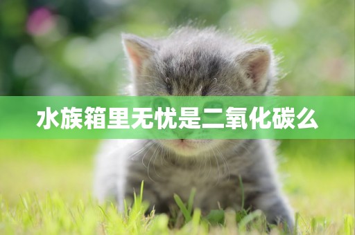 水族箱里無憂是二氧化碳么