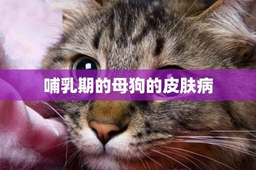 哺乳期的母狗的皮膚病