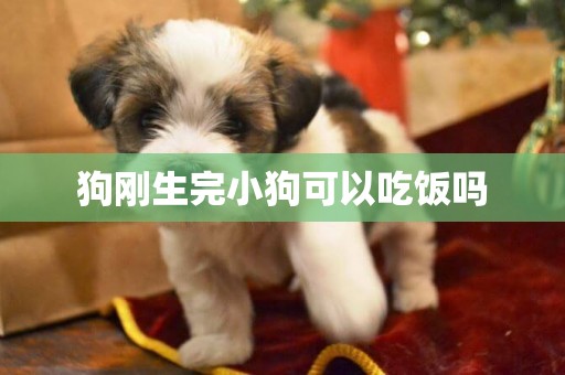 狗剛生完小狗可以吃飯嗎
