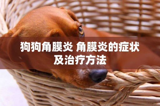 狗狗角膜炎 角膜炎的癥狀及治療方法