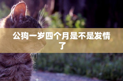 公狗一歲四個月是不是發情了