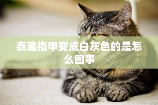 泰迪指甲變成白灰色的是怎么回事