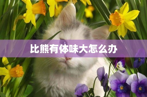 比熊有體味大怎么辦