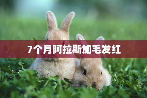 7個月阿拉斯加毛發紅