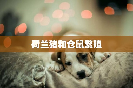 荷蘭豬和倉鼠繁殖