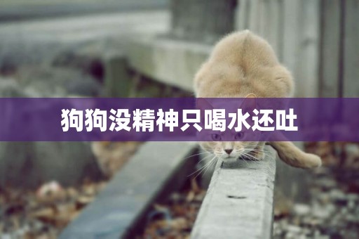 狗狗沒精神只喝水還吐