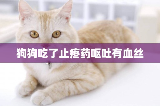 狗狗吃了止疼藥嘔吐有血絲