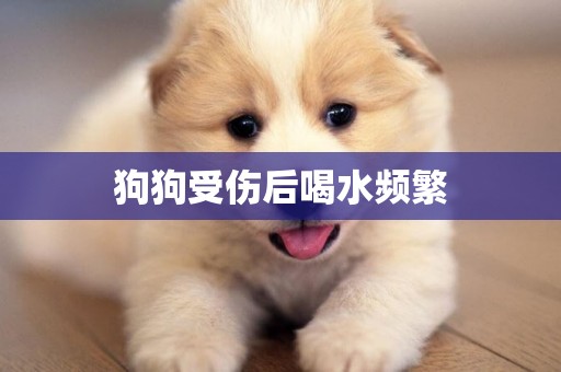 狗狗受傷后喝水頻繁