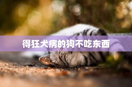 得狂犬病的狗不吃東西